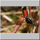 Tanyptera atrata - Holzschnake 02.jpg